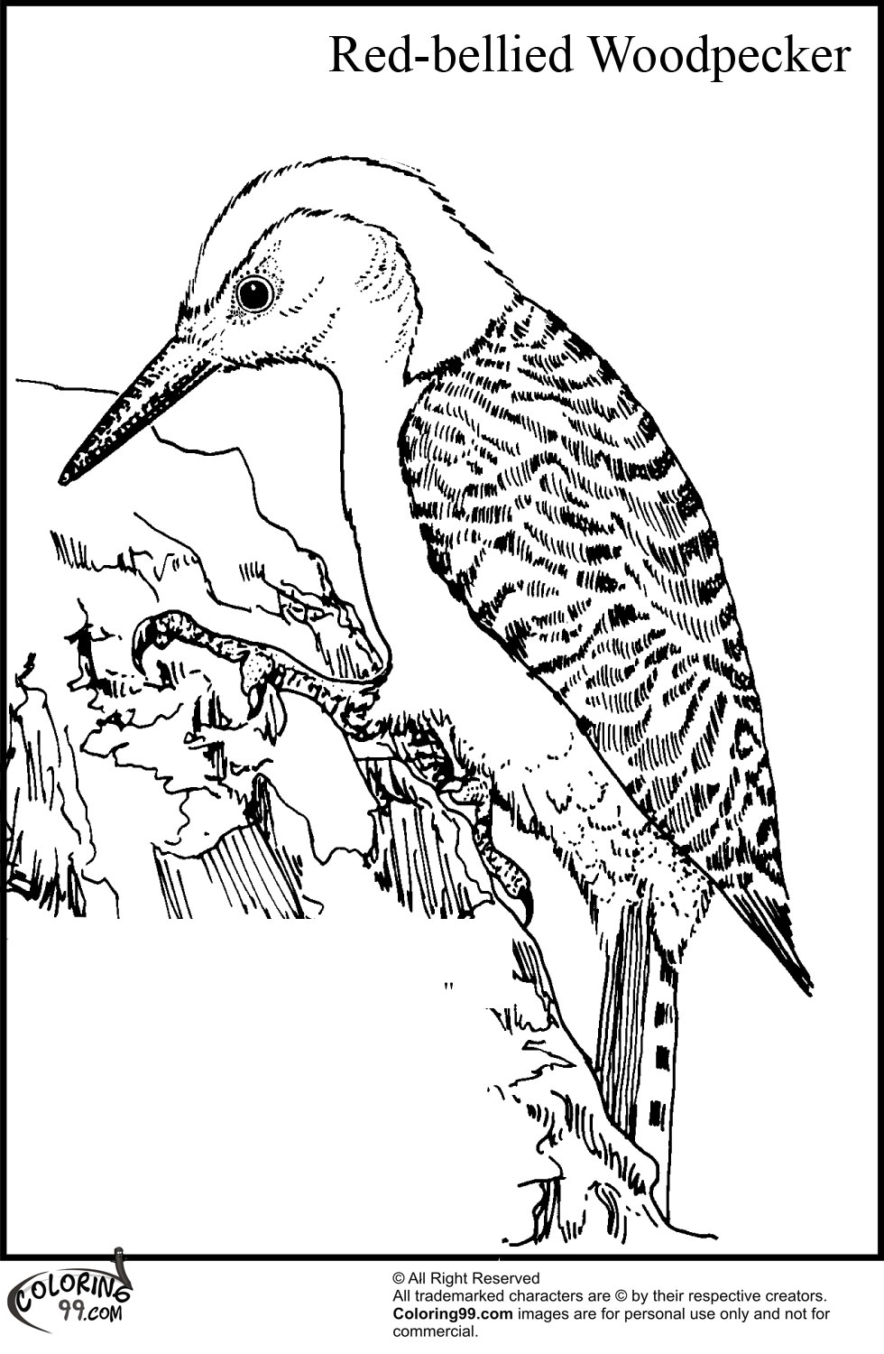 Woodpecker Coloring Pages Team Colors