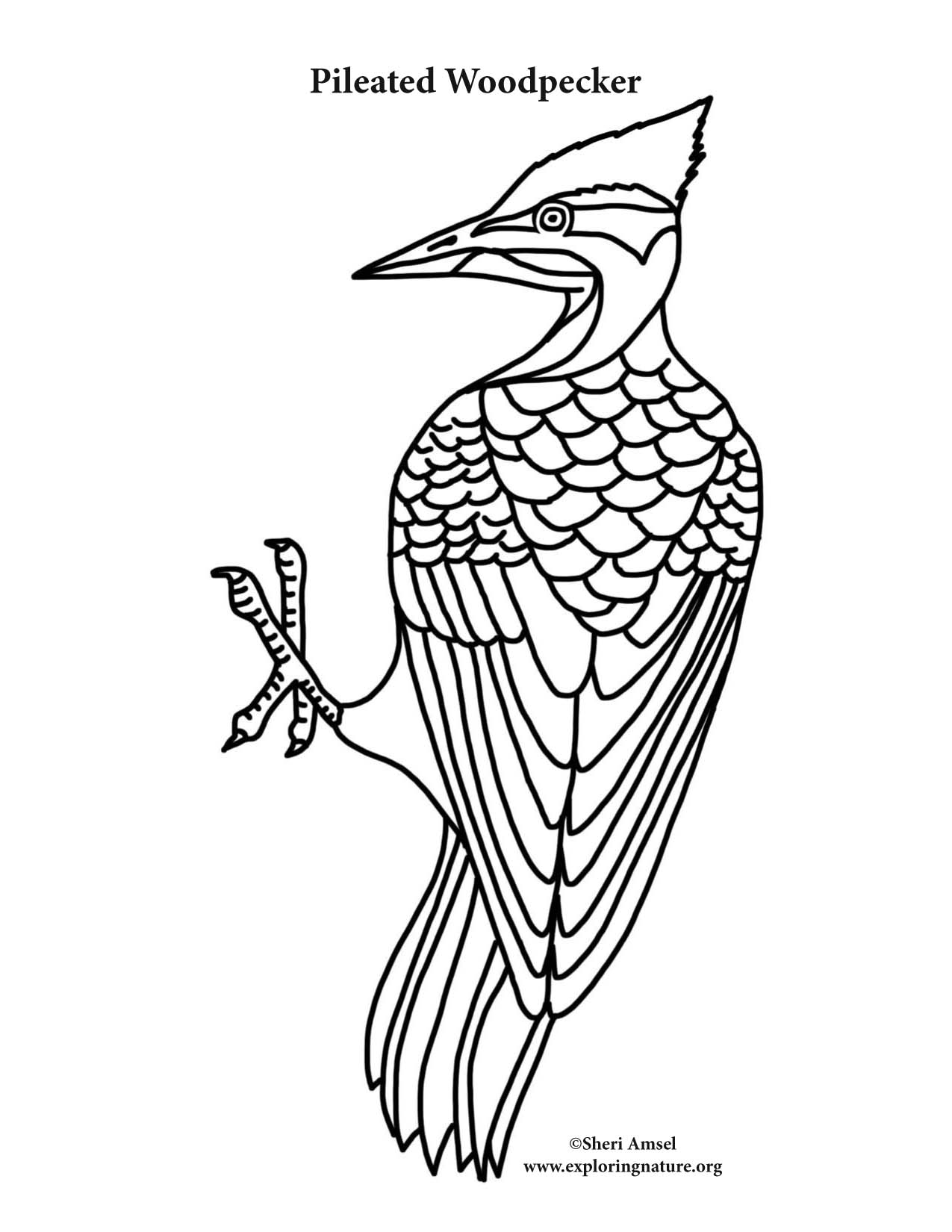 Woodpecker Coloring Page