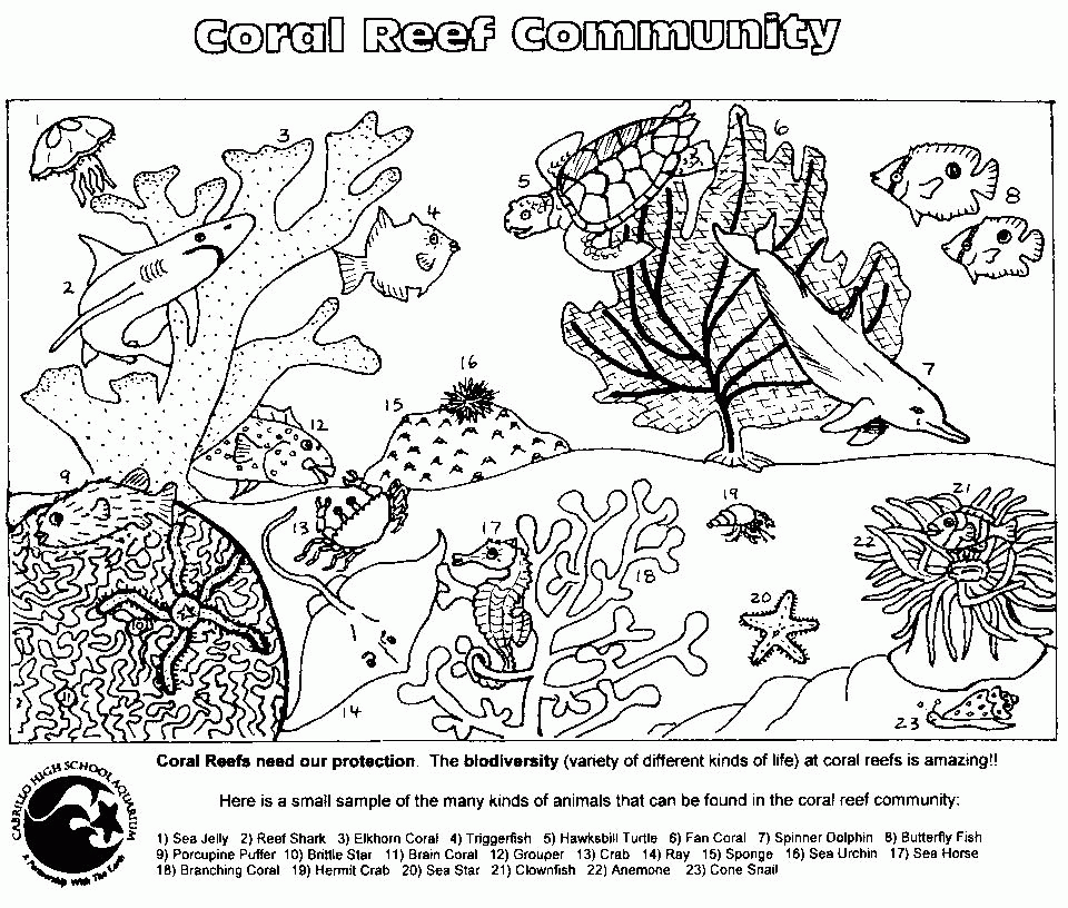 Coral Reef Coloring Pages 586413